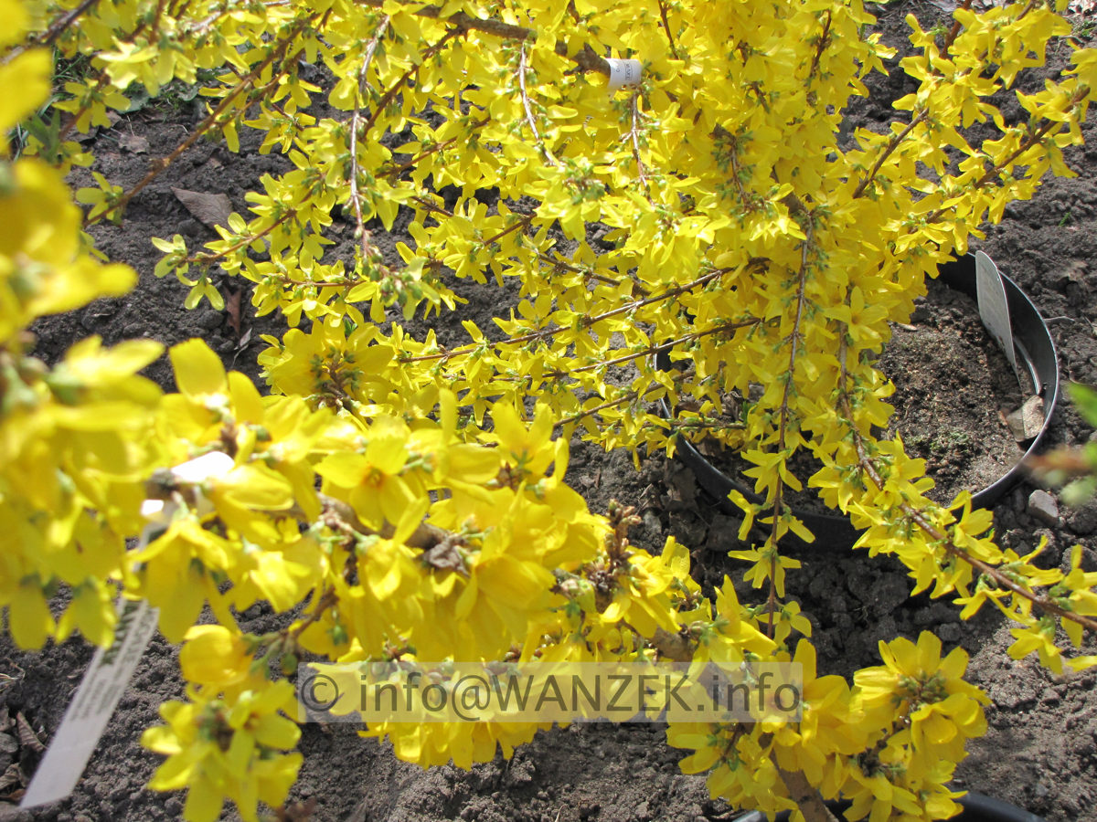 Forsythia intermedia Goldrausch und Weekend nebeneinander.JPG